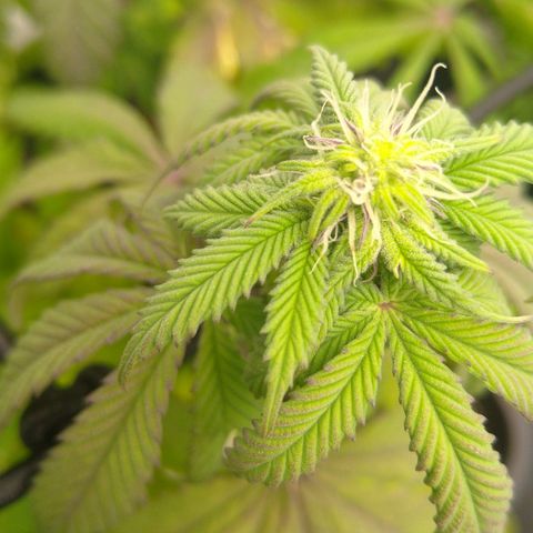 Special kush#1 growlog timeline photo