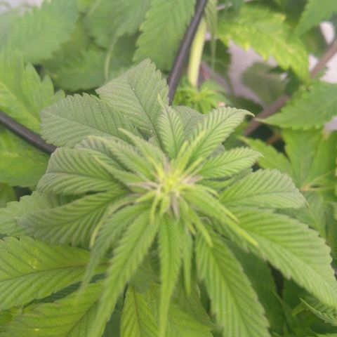 Special kush#1 growlog timeline photo