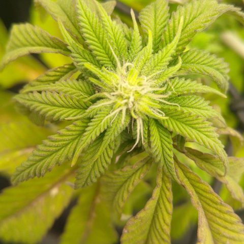 Special kush#1 growlog timeline photo