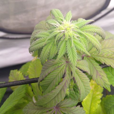 Special kush#1 growlog timeline photo