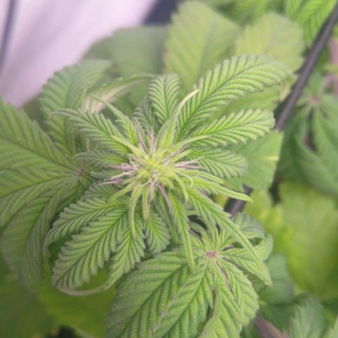 Special kush#1 growlog timeline photo
