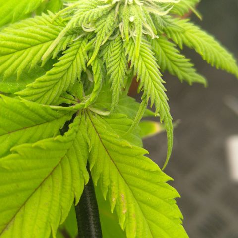 Special kush#1 growlog timeline photo