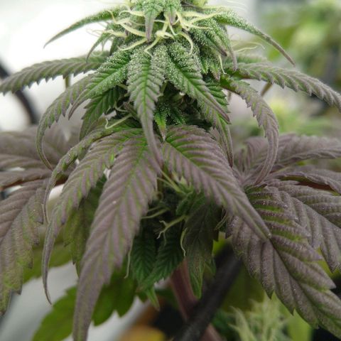 Special kush#1 growlog timeline photo