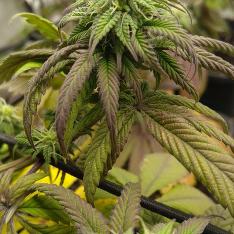 Special kush#1 growlog timeline photo