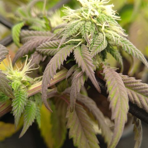 Special kush#1 growlog timeline photo