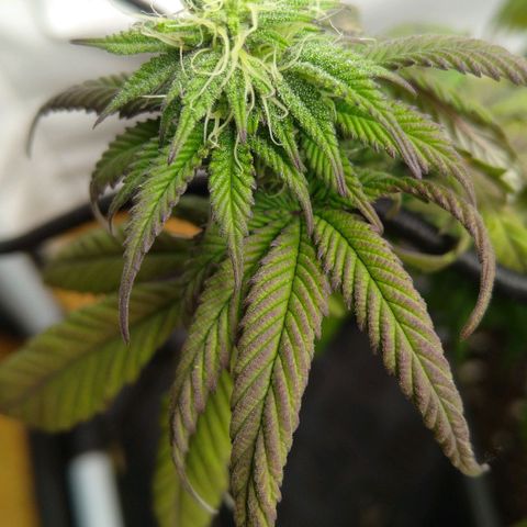 Special kush#1 growlog timeline photo