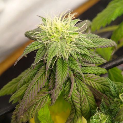 Special kush#1 growlog timeline photo