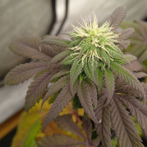 Special kush#1 growlog timeline photo