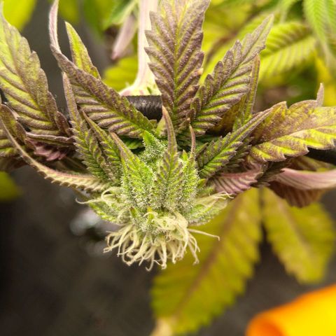Special kush#1 growlog timeline photo