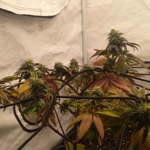 Special kush#1 growlog timeline photo