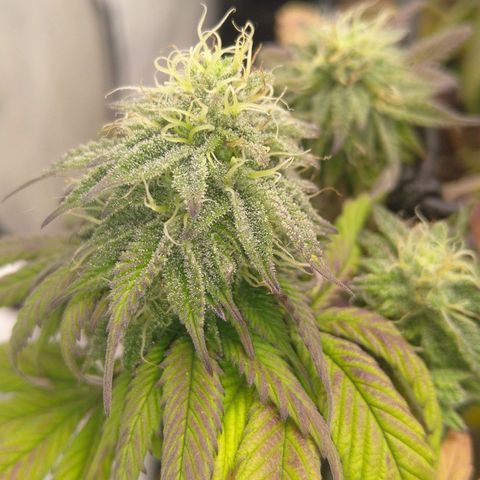 Special kush#1 growlog timeline photo