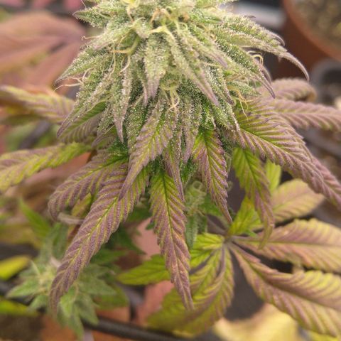 Special kush#1 growlog timeline photo