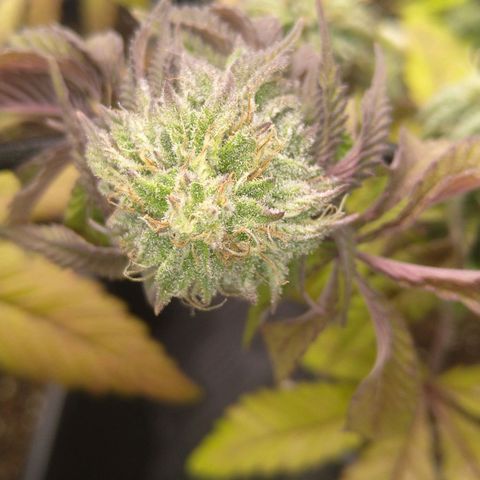 Special kush#1 growlog timeline photo