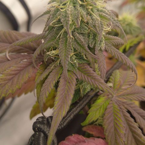 Special kush#1 growlog timeline photo