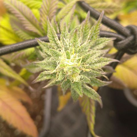 Special kush#1 growlog timeline photo