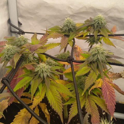 Special kush#1 growlog timeline photo