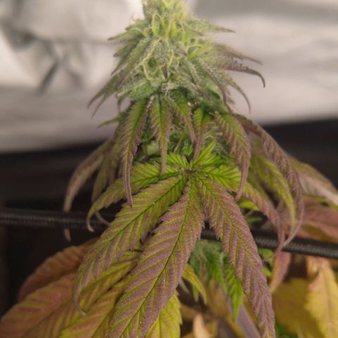 Special kush#1 growlog timeline photo