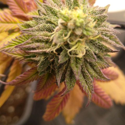 Special kush#1 growlog timeline photo