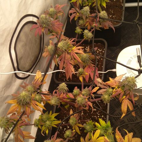Special kush#1 growlog timeline photo