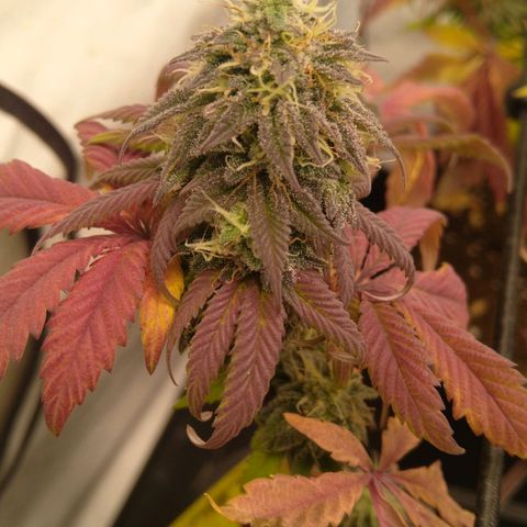 Special kush#1 growlog timeline photo