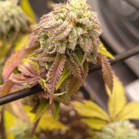 Special kush#1 growlog timeline photo
