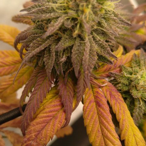Special kush#1 growlog timeline photo