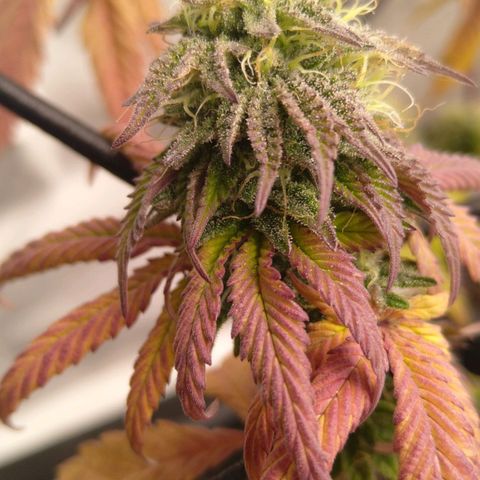 Special kush#1 growlog timeline photo