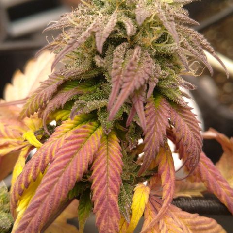 Special kush#1 growlog timeline photo
