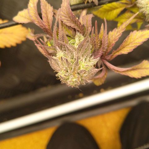 Special kush#1 growlog timeline photo