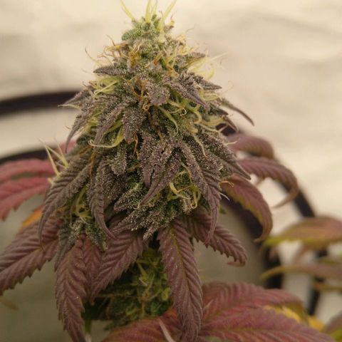 Special kush#1 growlog timeline photo