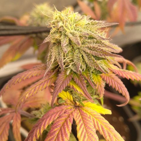 Special kush#1 growlog timeline photo