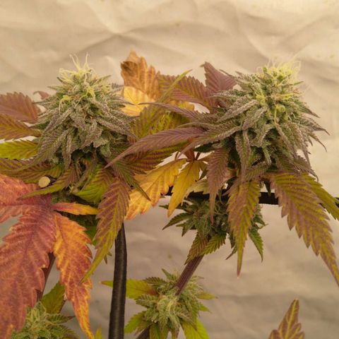Special kush#1 growlog timeline photo