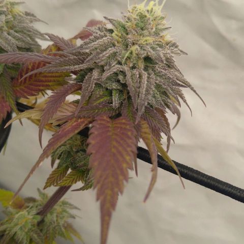 Special kush#1 growlog timeline photo