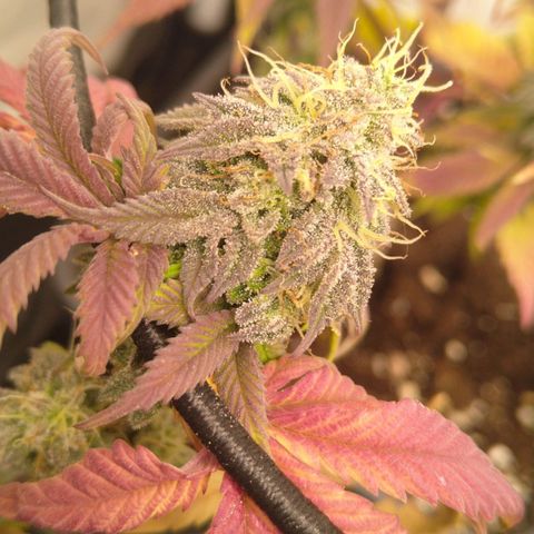 Special kush#1 growlog timeline photo
