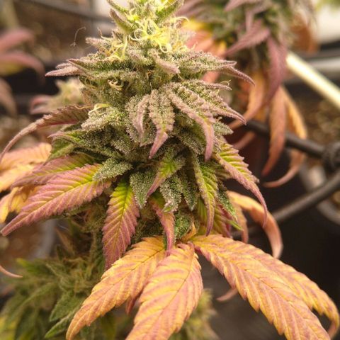 Special kush#1 growlog timeline photo