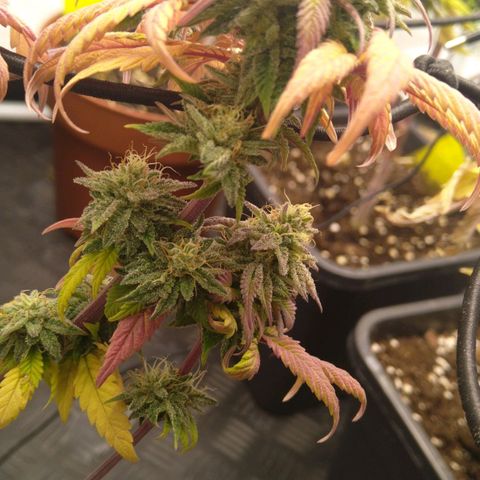 Special kush#1 growlog timeline photo