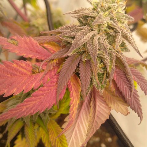 Special kush#1 growlog timeline photo