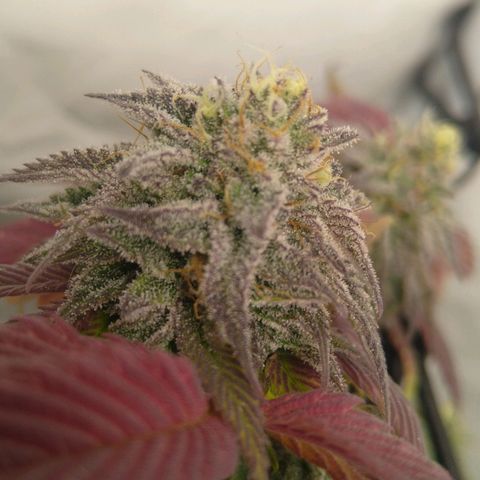Special kush#1 growlog timeline photo