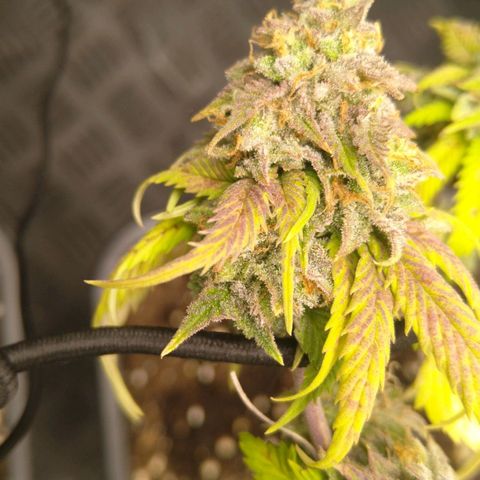 Special kush#1 growlog timeline photo
