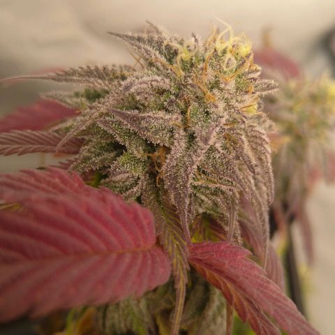 Special kush#1 growlog timeline photo