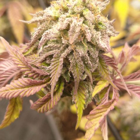 Special kush#1 growlog timeline photo