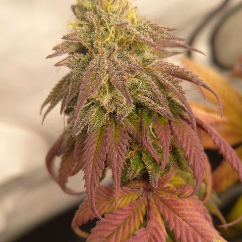 Special kush#1 growlog timeline photo