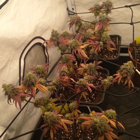 Special kush#1 growlog timeline photo