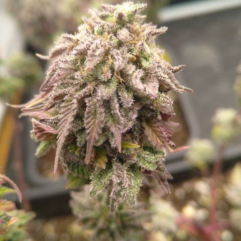 Special kush#1 growlog timeline photo