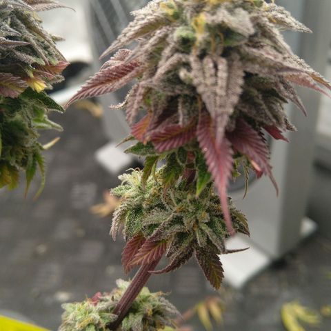 Special kush#1 growlog timeline photo