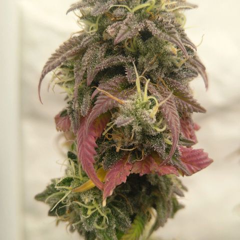 Special kush#1 growlog timeline photo