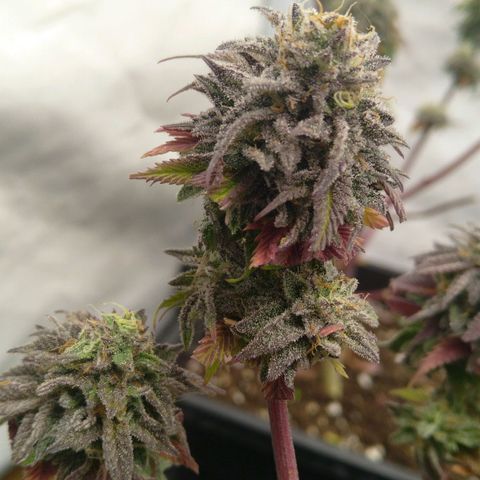 Special kush#1 growlog timeline photo