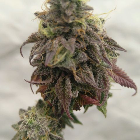 Special kush#1 growlog timeline photo