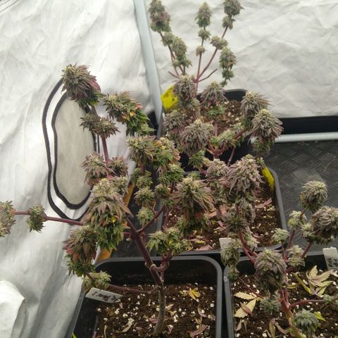 Special kush#1 growlog timeline photo