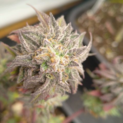 Special kush#1 growlog timeline photo